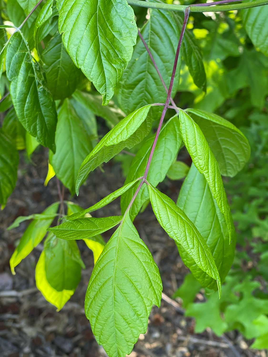 How to Tell Boxelder Apart from Poison Ivy