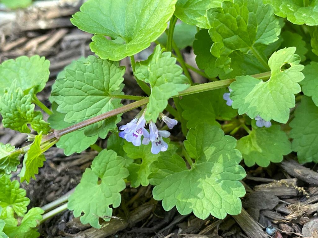 Pale purple flowers of creeping Charlie