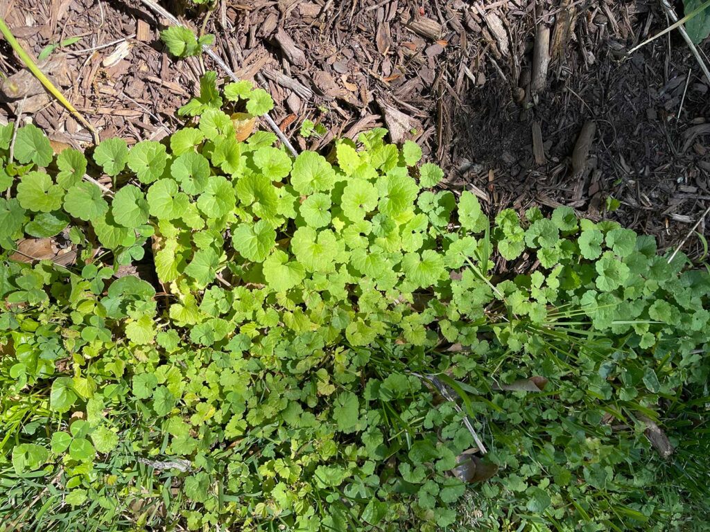 Large patch of creeping Charlie, also known as ground ivy