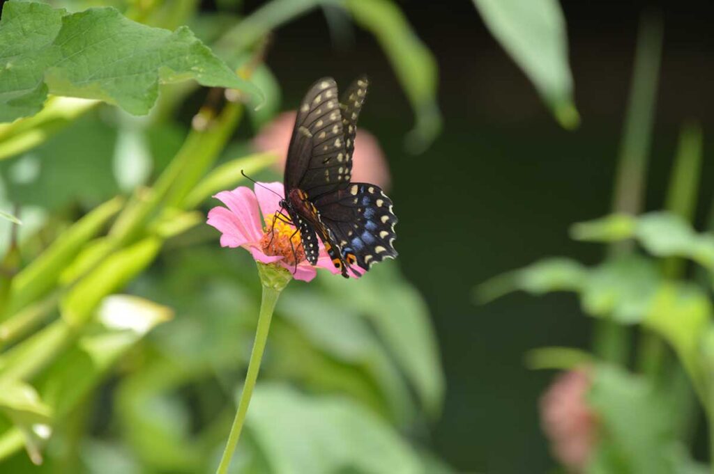 Black swallowtail feeding on zinnia