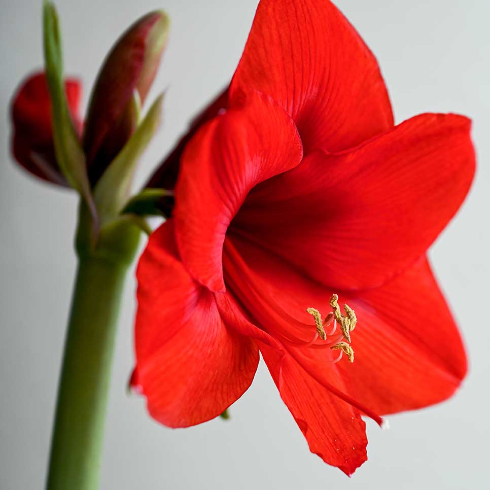 Red amaryllis bloom