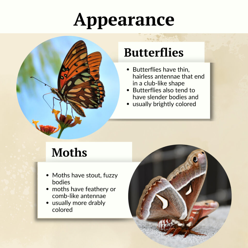 Butterflies have thin, hairless antennae that end in a club-like shape
Butterflies also tend to have slender bodies and are usually brightly colored
Moths have stout, fuzzy bodies
moths have feathery or comb-like antennae and are usually more drably colored
