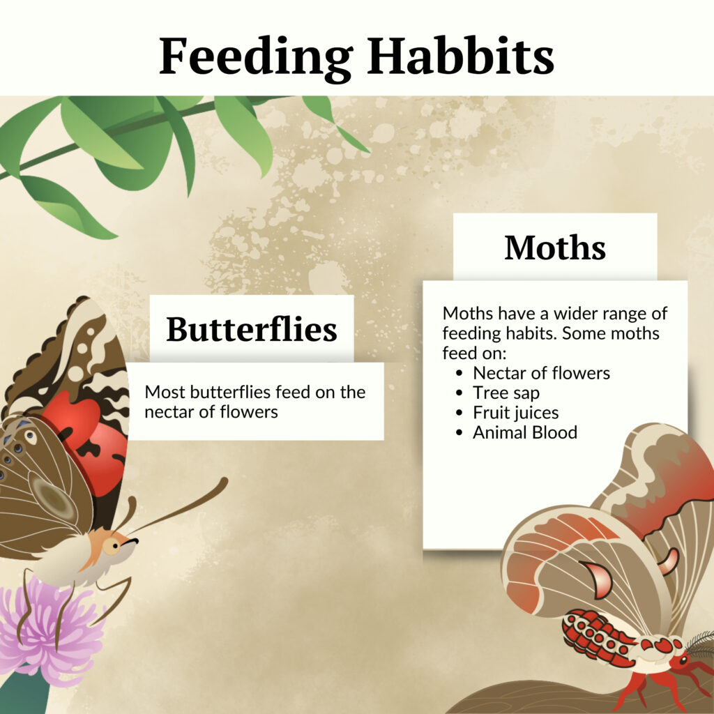 Most butterflies feed on flower nectar. Moths have a wider range of feeding habits. They feed on flower nectar, tree sap, fruit juices, and animal blood.