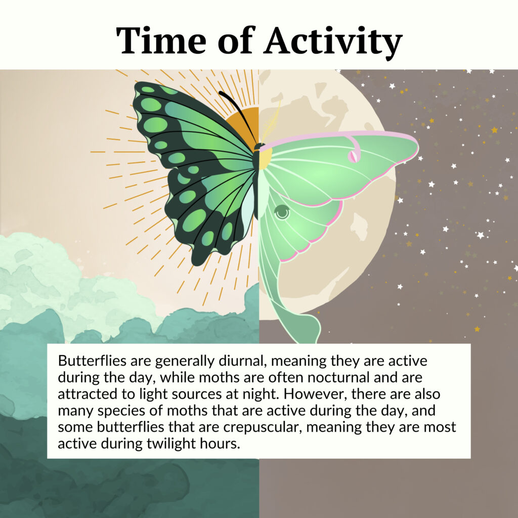 Butterflies are generally diurnal, meaning they are active during the day, while moths are often nocturnal and are attracted to light sources at night. 

However, there are also many species of moths that are active during the day, and some butterflies that are crepuscular, meaning they are most active during twilight hours.