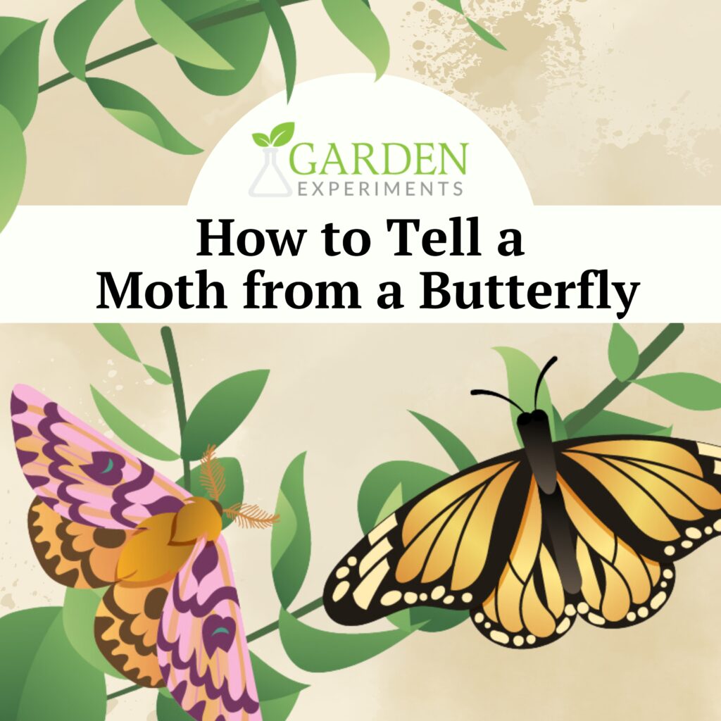 How to tell a moth from a butterfly