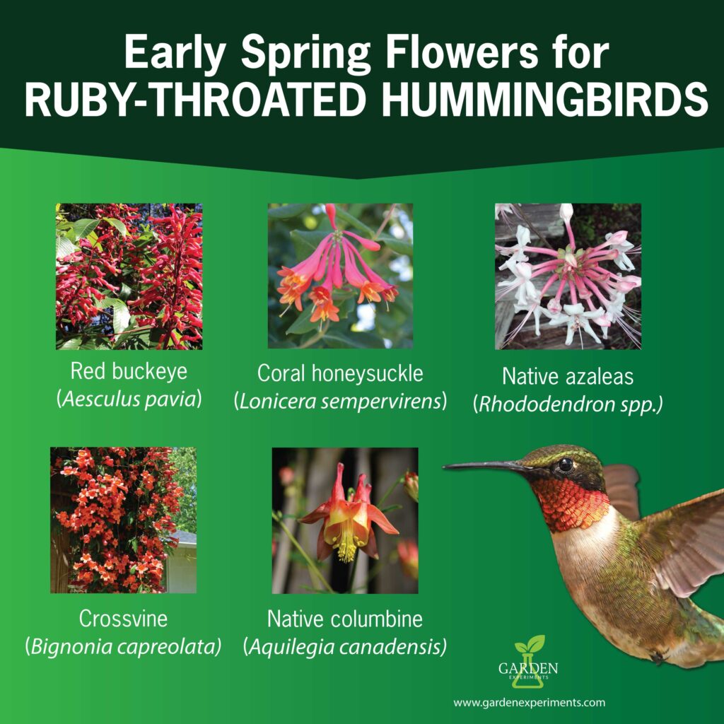 Early spring blooming flowers for ruby-throated hummingbirds: red buckeye, coral honeysuckle, native azaleas, crossvine, native columbine