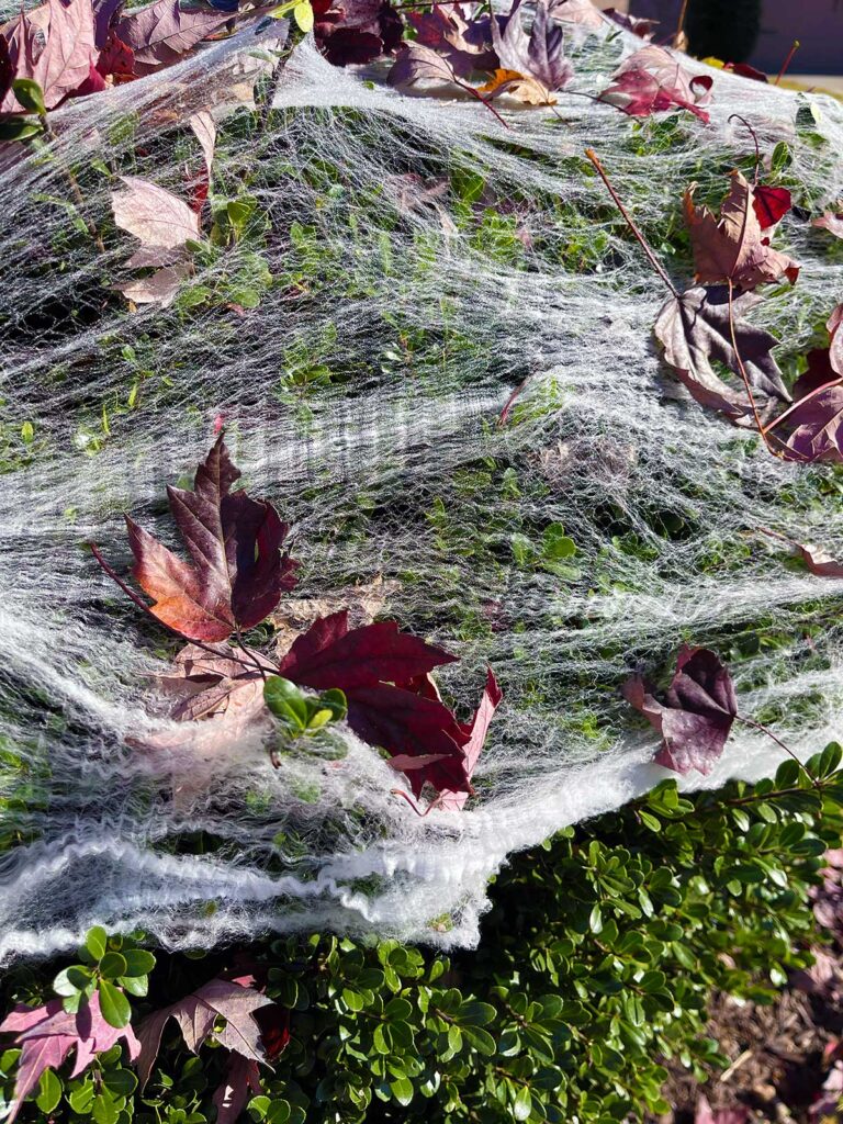 Evergreen shrub covered in a fake spider web for Halloween with lots of leaves caught in the webbing.