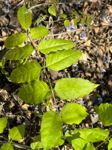 Leaflet of wisteria