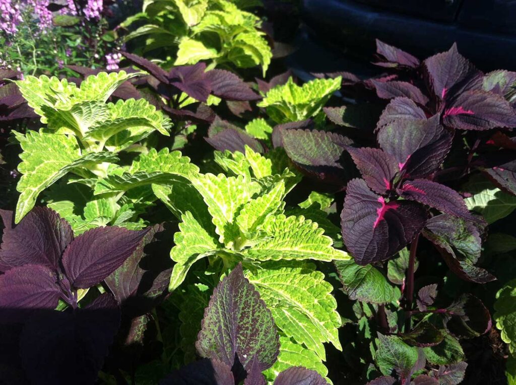 A lime green coleus paired with a red-purple coleus