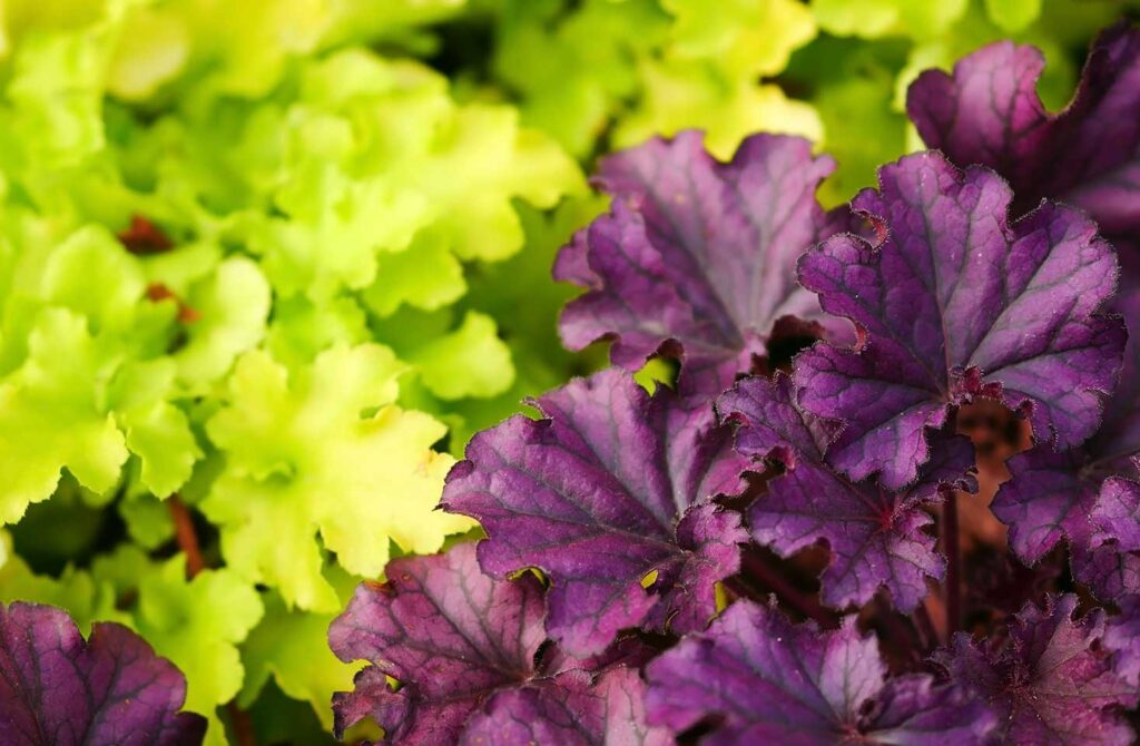 Heucherellas with lime green and purple leaves