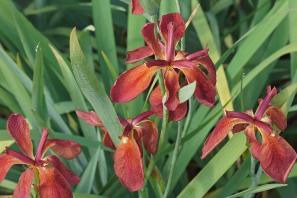 Copper iris flowers (Iris fulva)