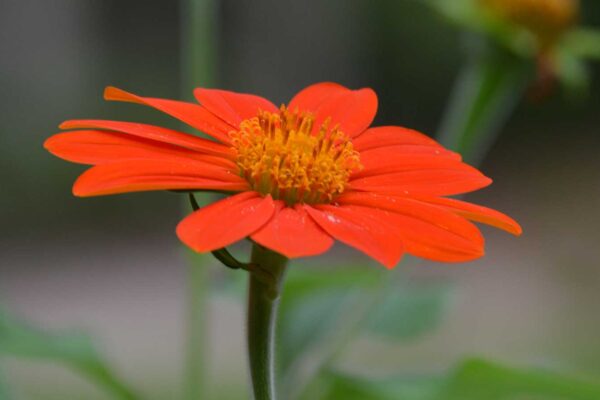 Mexican sunflower flower