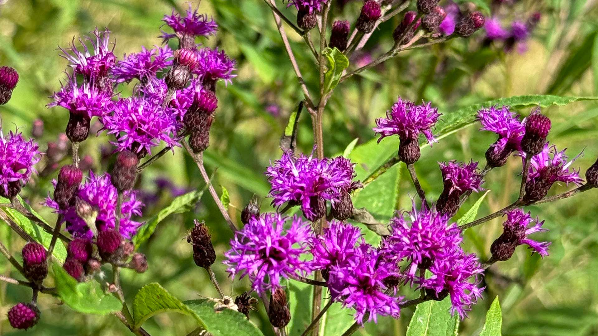 Ironweed Grow Guide LateSeason Butterfly Food