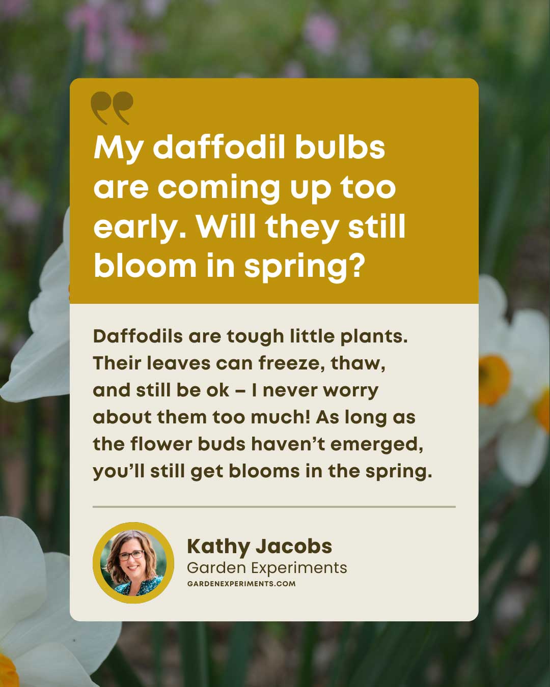 My daffodil bulbs are coming up too early. Will they still bloom in Spring?

Daffodils are tough little plants. Their leaves can freeze, thaw, and still be ok - I never worry about them too much! As long as the flower buds haven't emerged, you'll still get blooms in the spring.