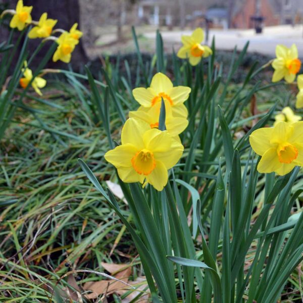 Daffodils in bloom