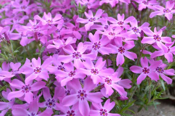 Creeping phlox flowers
