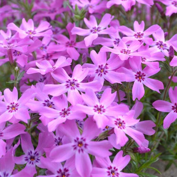 Creeping phlox flowers