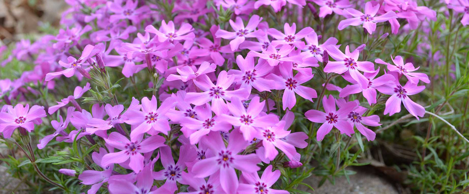 Creeping phlox flowers