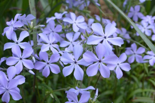 Pale lavender flowers of the woodland phlox