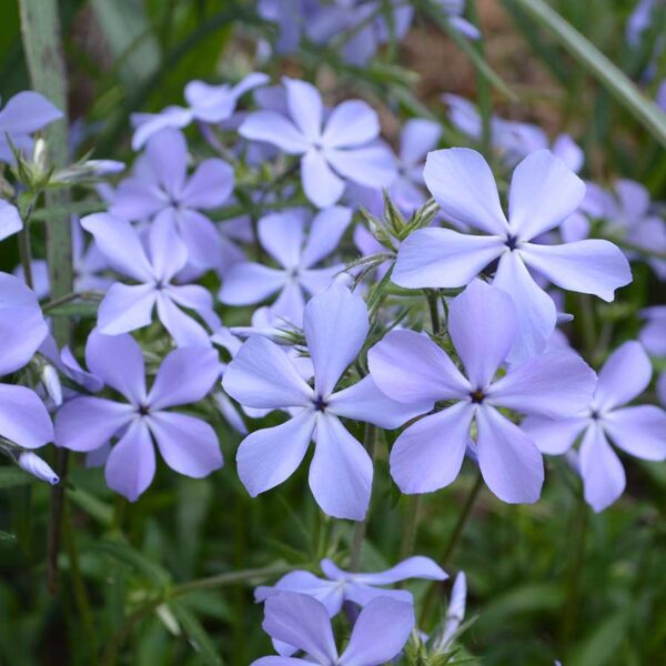 Pale lavender flowers of the woodland phlox