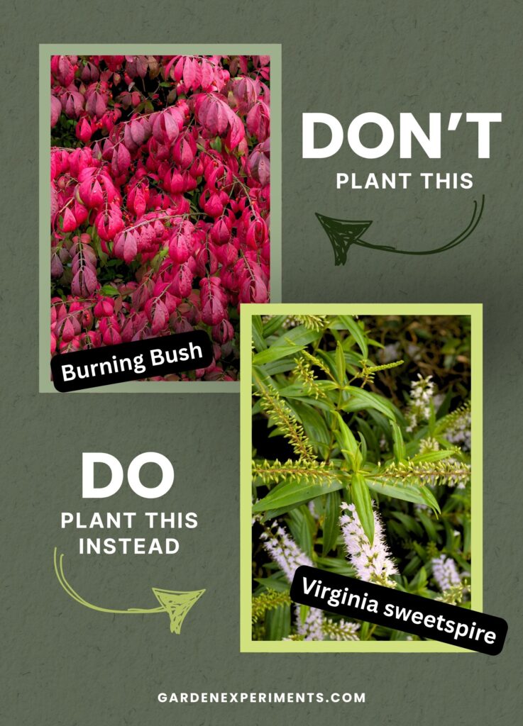 Plant Virginia Sweetspire not Burning Bush