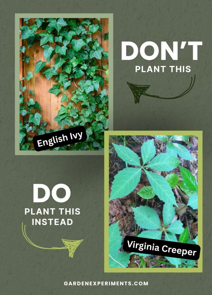 Plant Virginia Creeper not English Ivy
