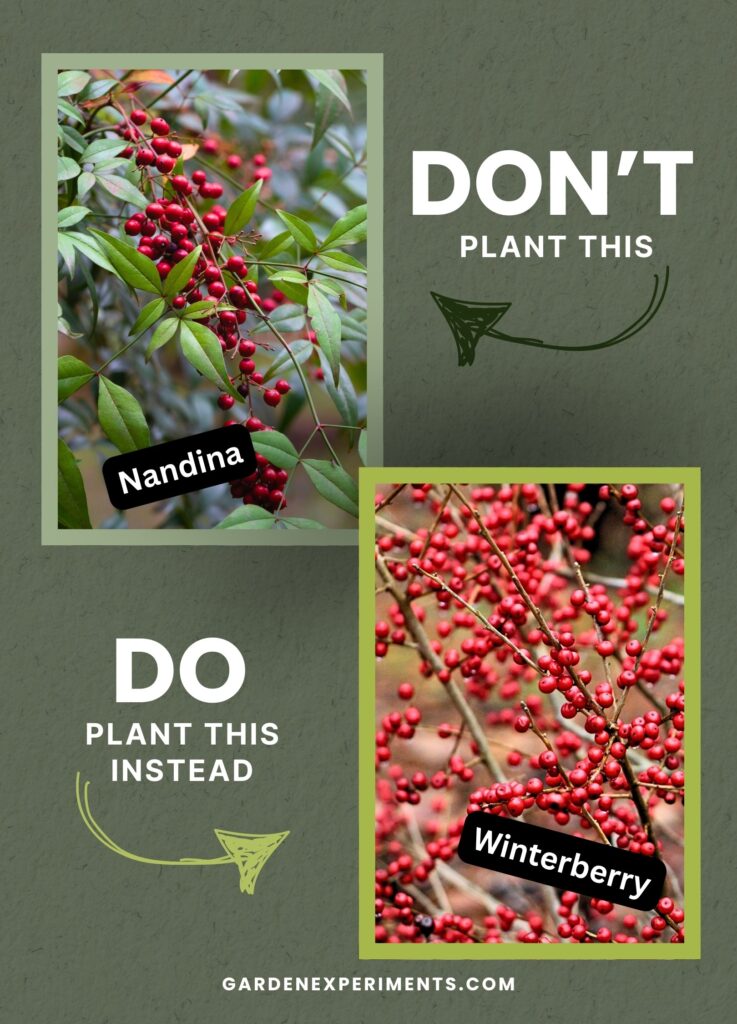 Plant Winterberry not Nandina