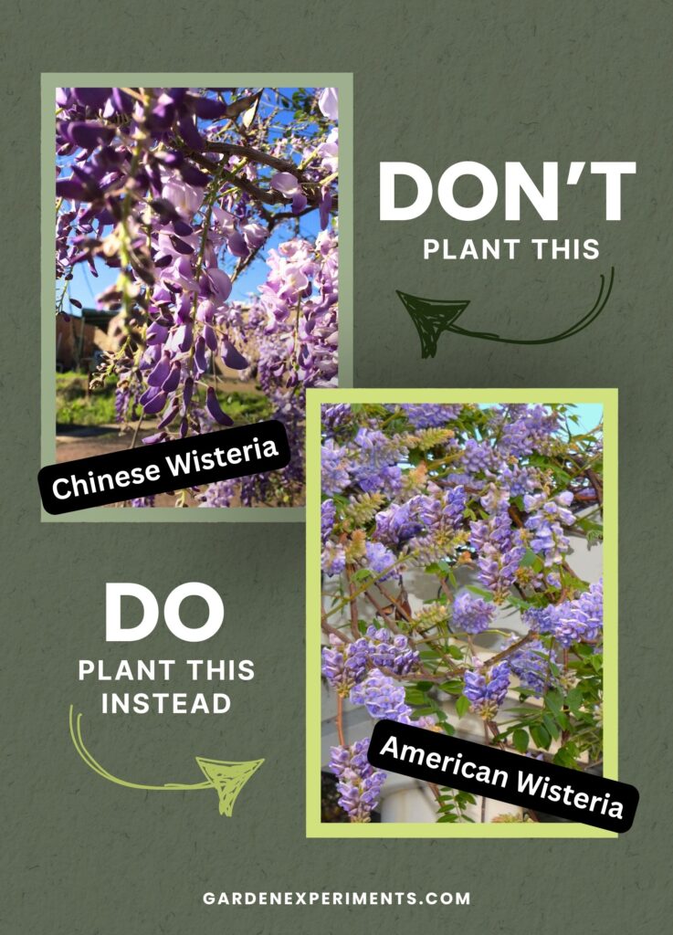 Plant American Wisteria not Chinese Wisteria