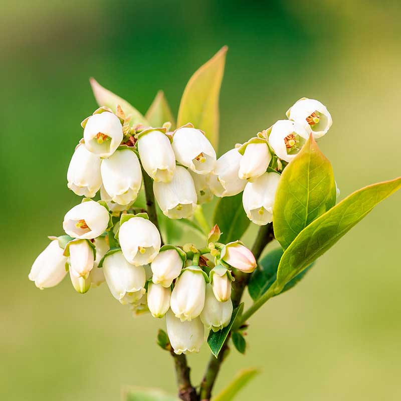 Blueberry flowers