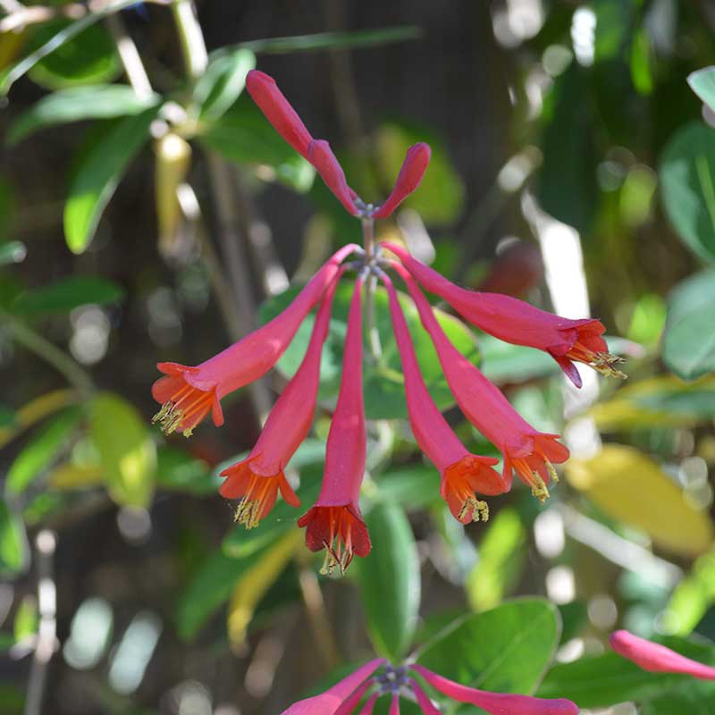 Coral honeysuckle