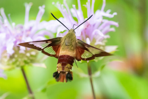 Hummingbird clearwing moth