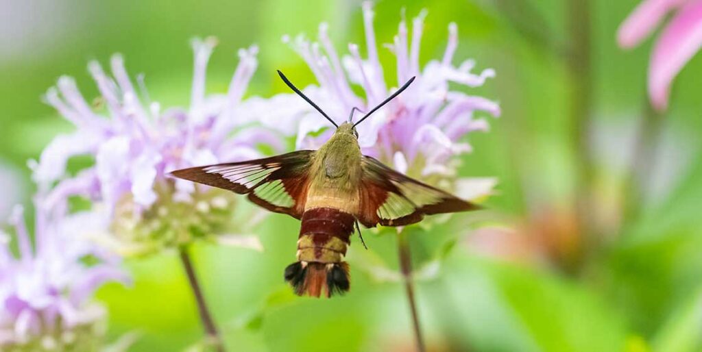 Hummingbird clearwing moth