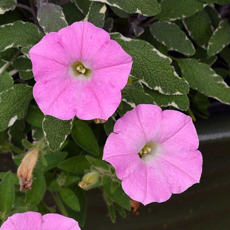 Petunia flowers