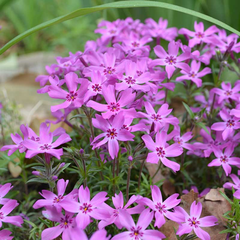 Creeping phlox