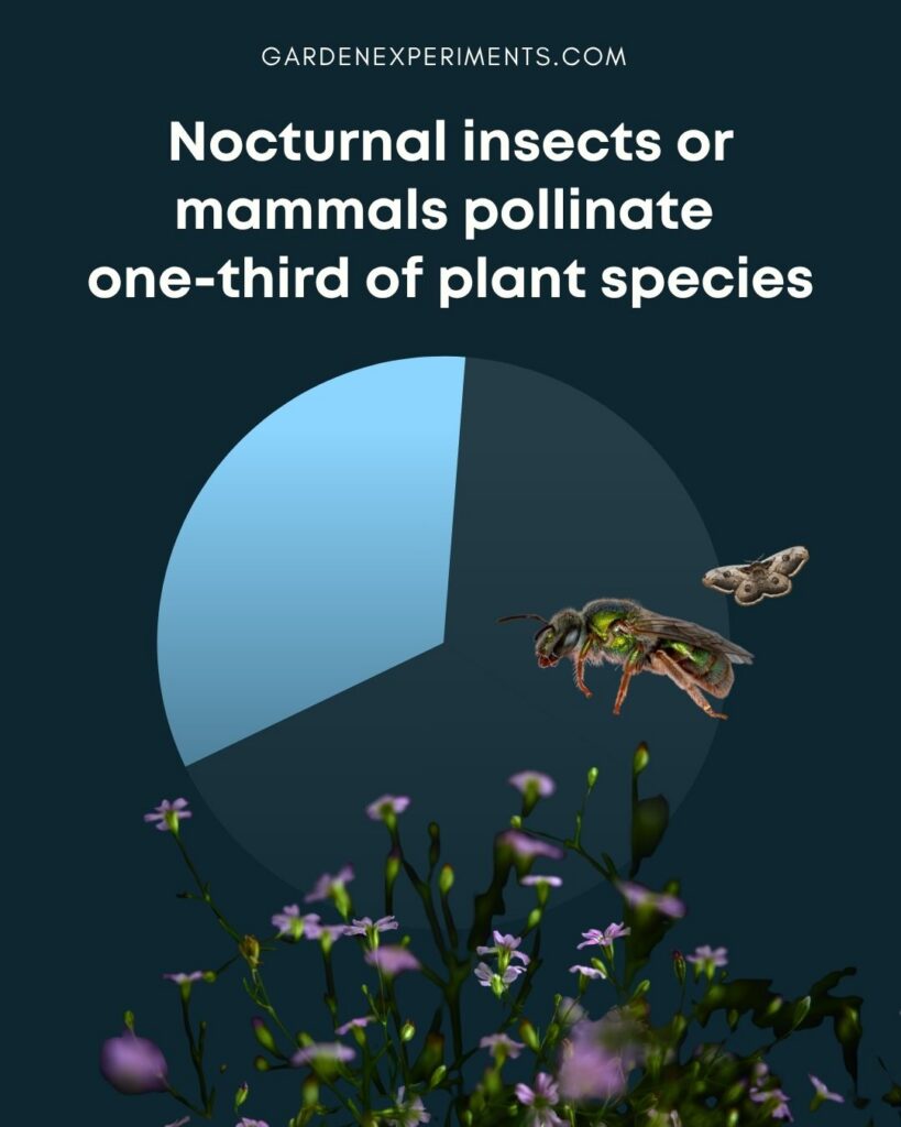 Nocturnal insects or mammals pollinator one-third of plant species