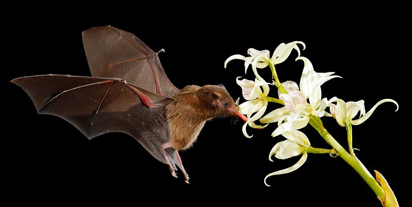 Bat feeding on nectar from a flower