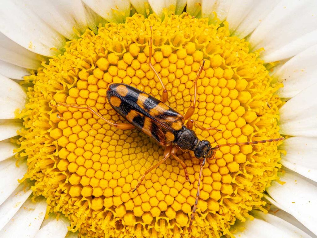 Orange and black beetle sitting in the center of a daisy