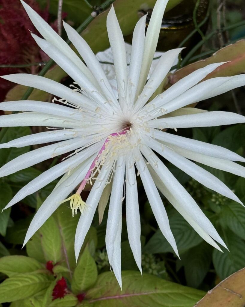 Epiphyllum hookeri