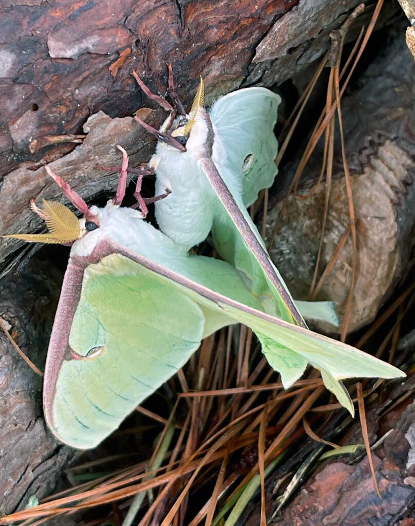 Two luna moths mating on a log