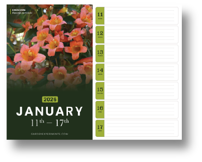 January Calendar