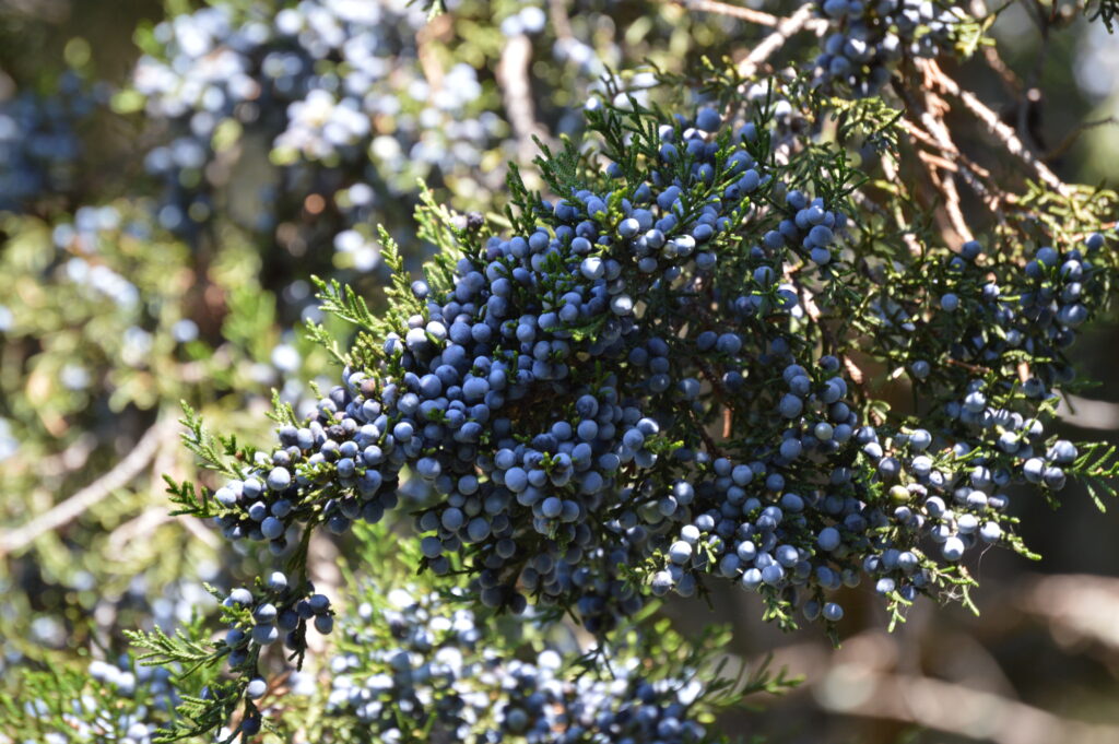 Pale silver-blue berry-like cones on Eastern red cedar tree