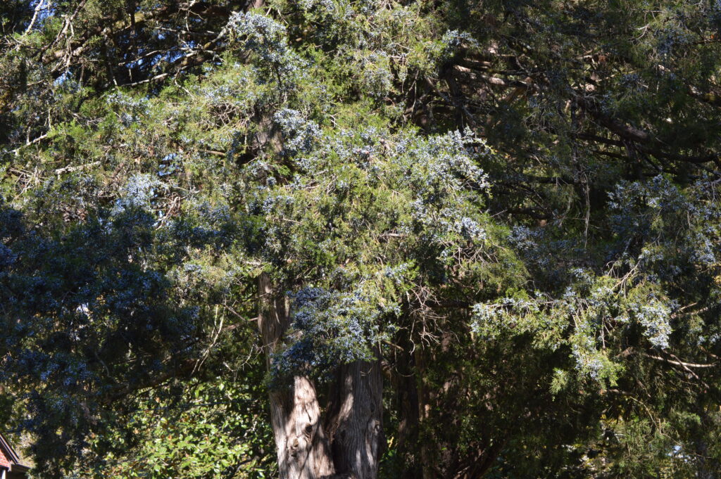 Heavily-laden boughs of the Eastern red cedar