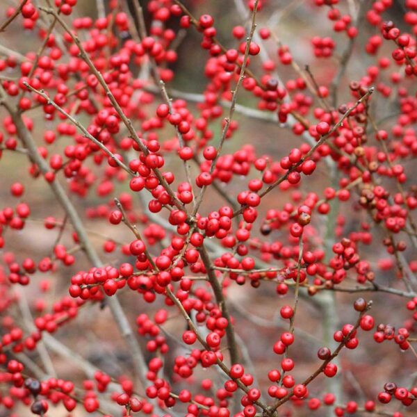 Winterberry (Ilex verticillata)