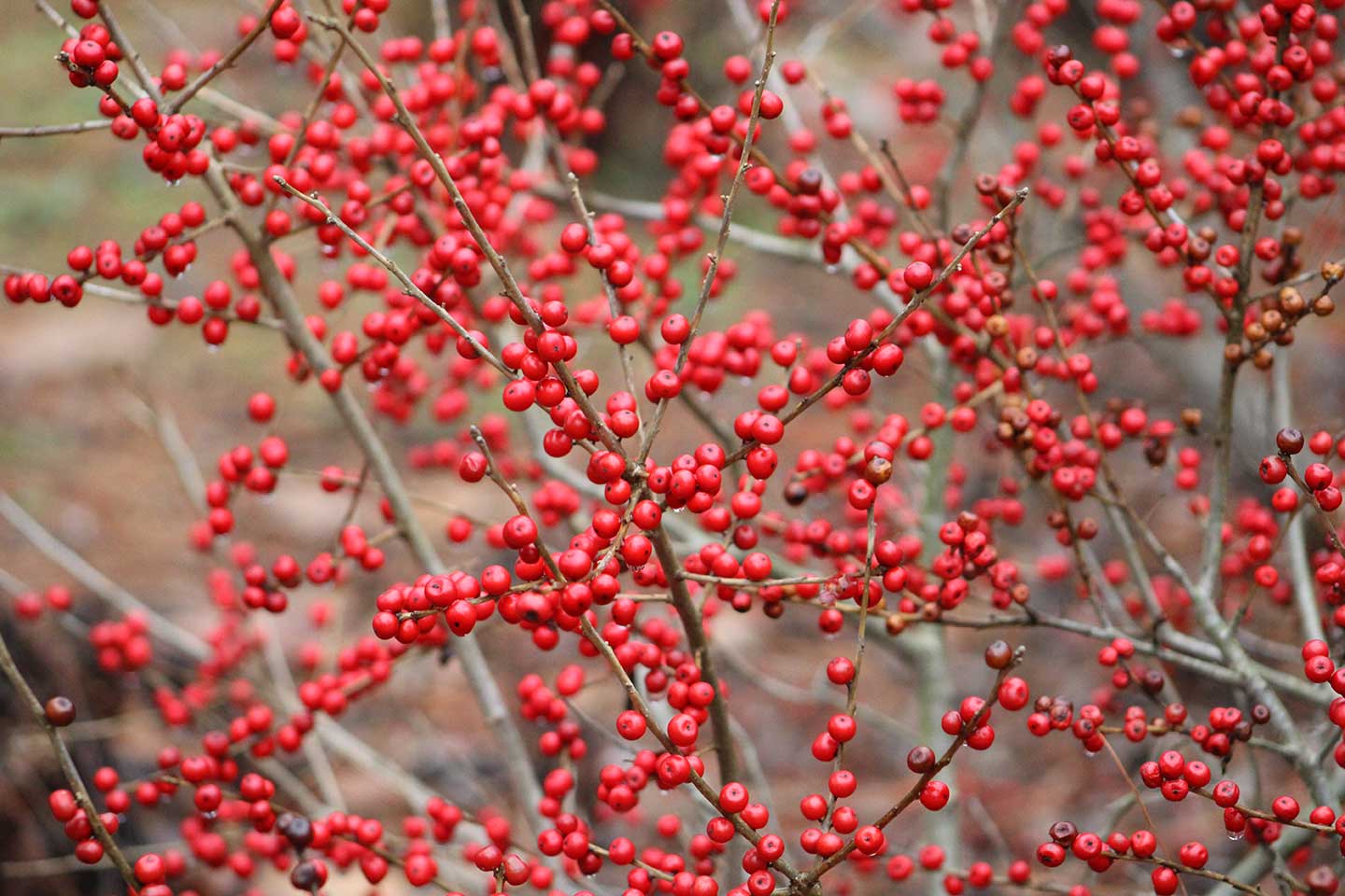 Winterberry (Ilex verticillata)