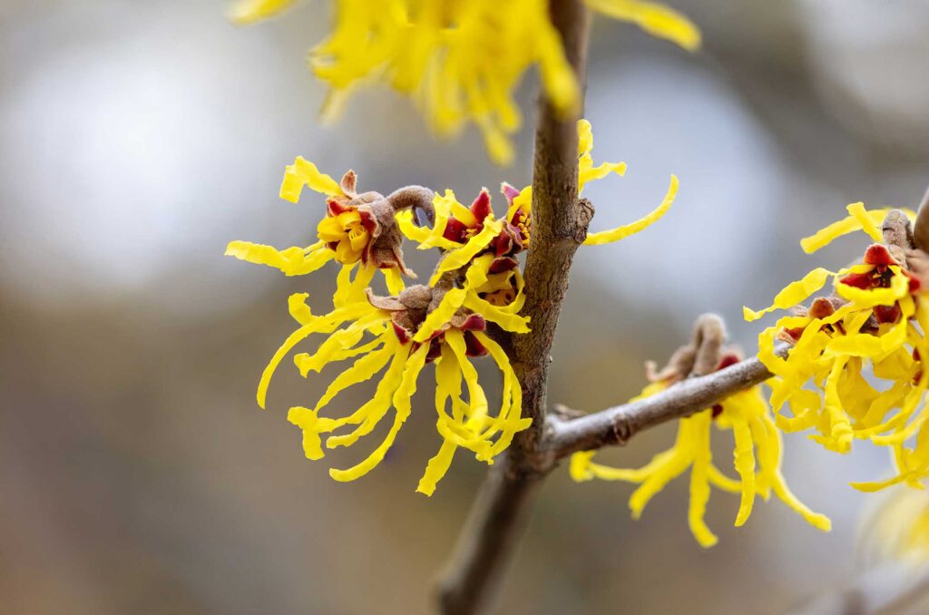 Bright yellow flowers of the Witch Hazel shrub