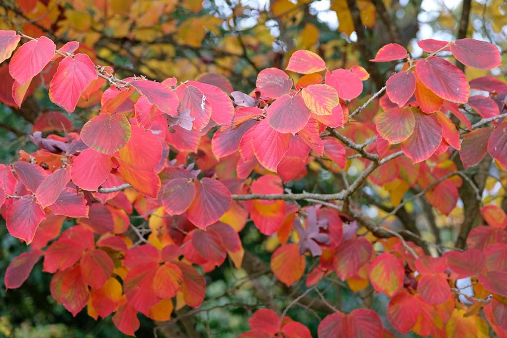 Beautiful red, orange, and gold colored leaves of Witch Hazel in fall