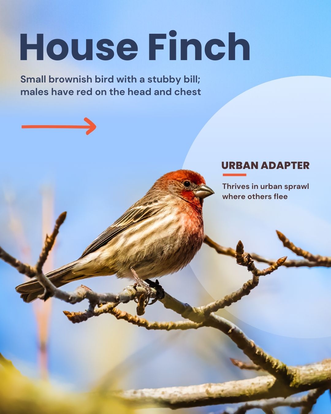 House finch information. It's a small brownish bird with a stubby bill. Males have red on the head and cheest.