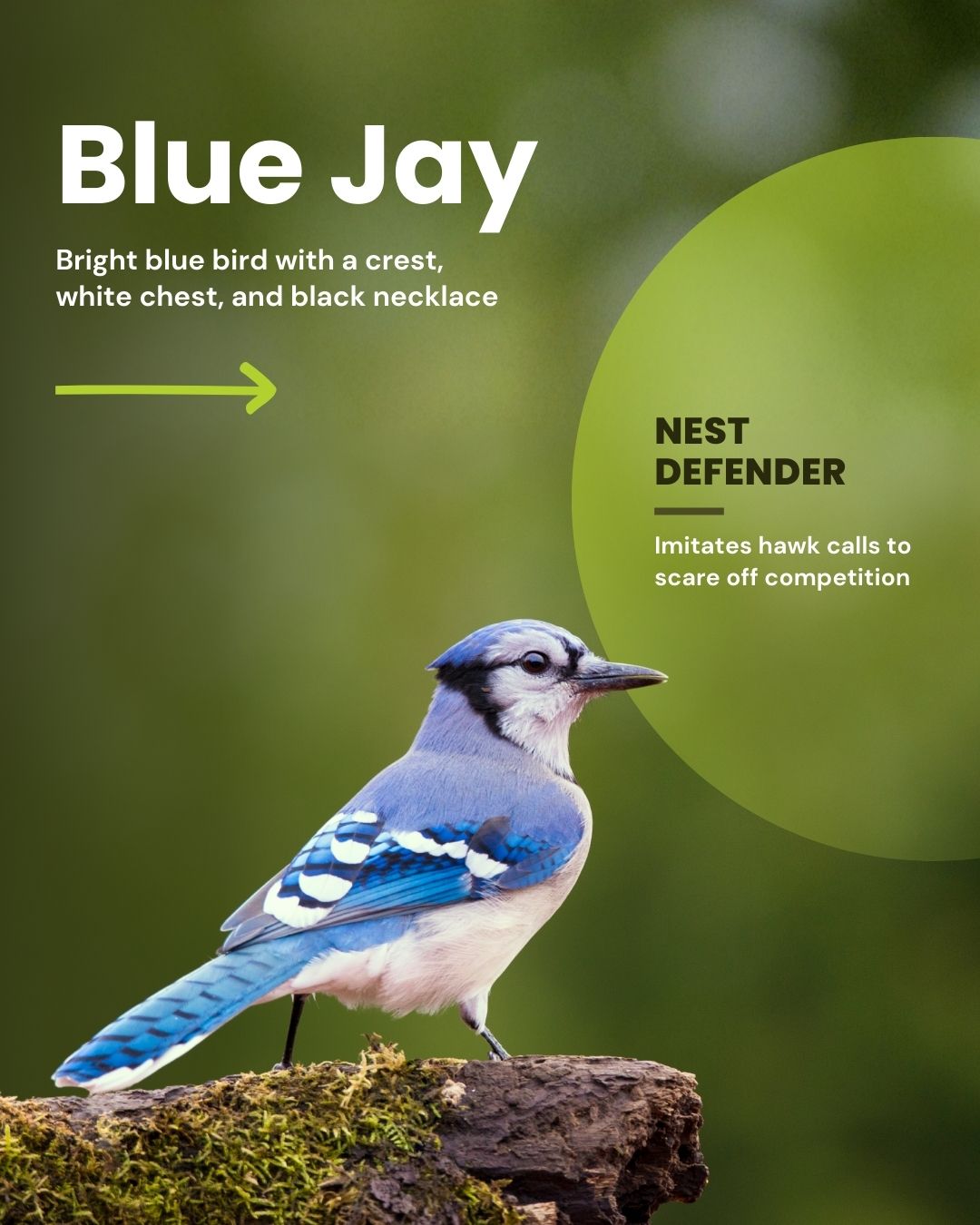 Blue jays are bright blue birds with a crest, white chest, and black necklace. 