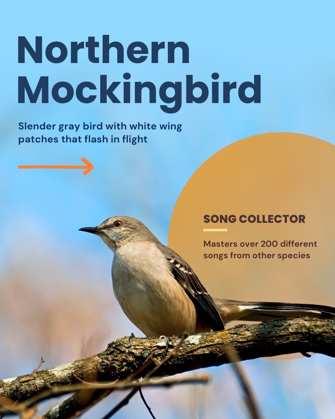 Northern mockingbird is a slender gray bird with white wing patches on dark gray wings.