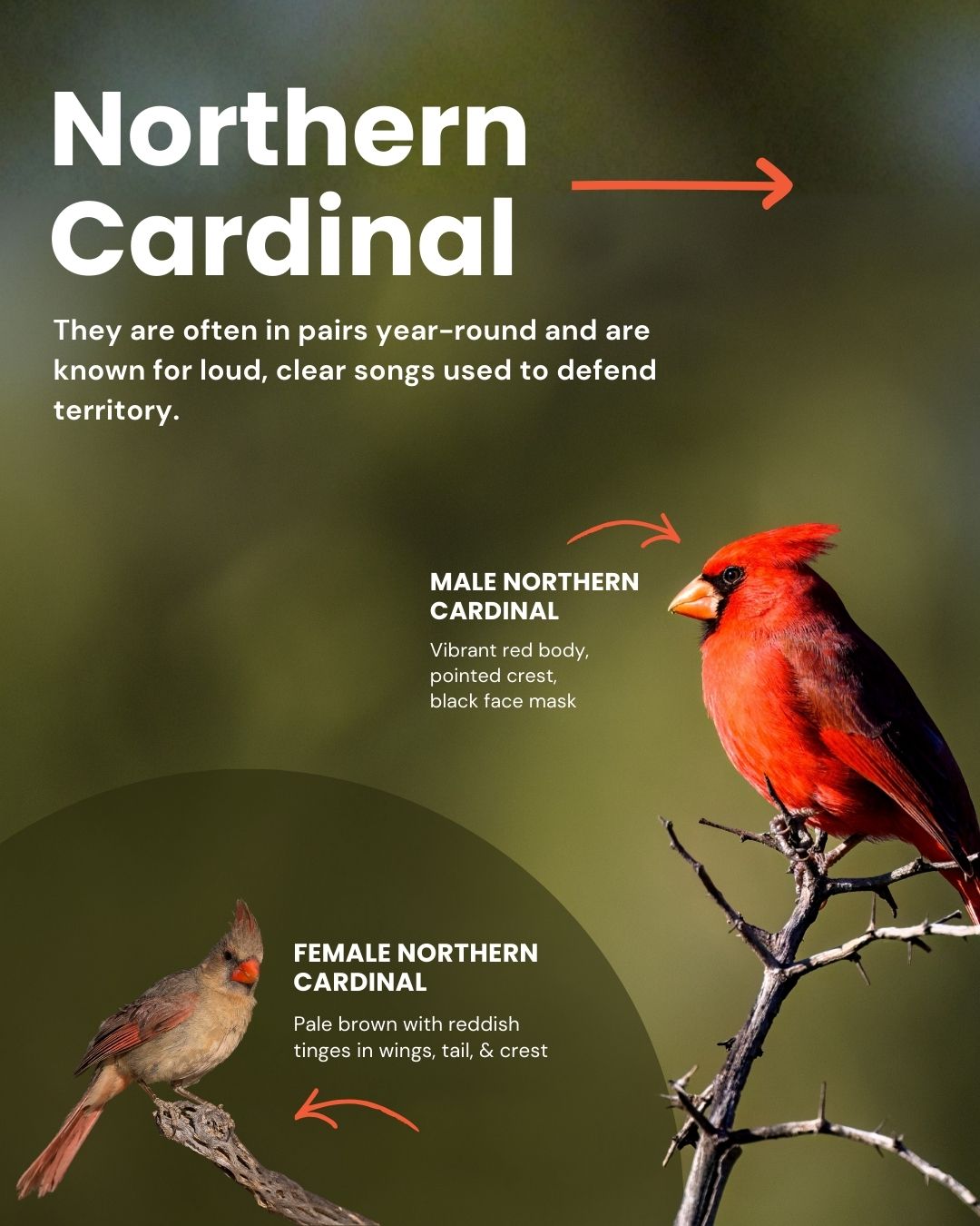 Northern Cardinal information